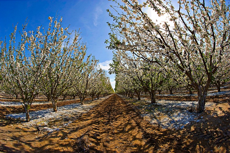 California Orchard