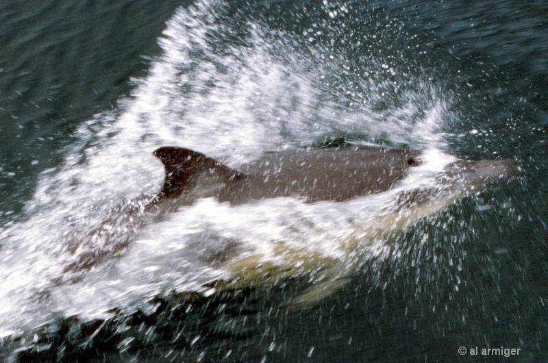 Dolphin on the bow. - ID: 13765853 © al armiger