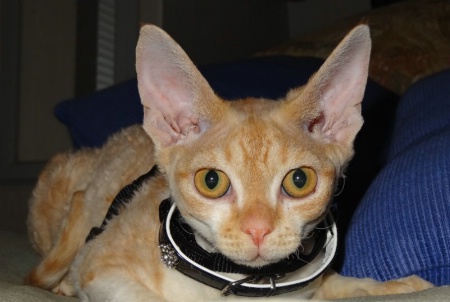 Meet Rango