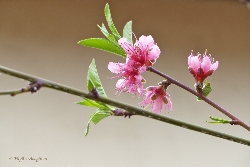 Peach Blossoms Welcome Spring
