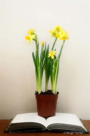 Daffodil Distraction