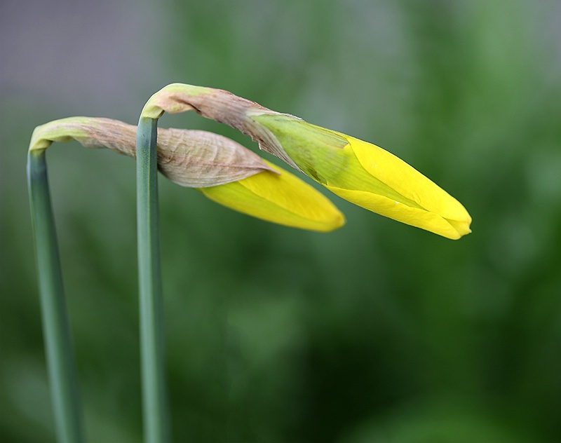 Narcissus Buds - ID: 13767646 © Janine Russell