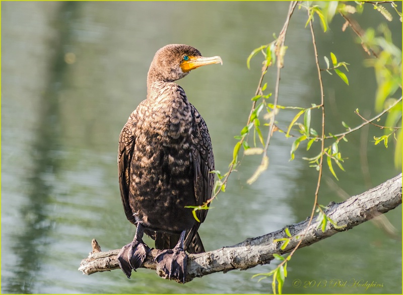 Juvenile Cormorant