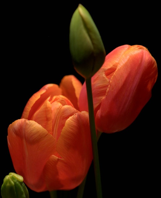 Orange Tulips - ID: 13767840 © cari martin