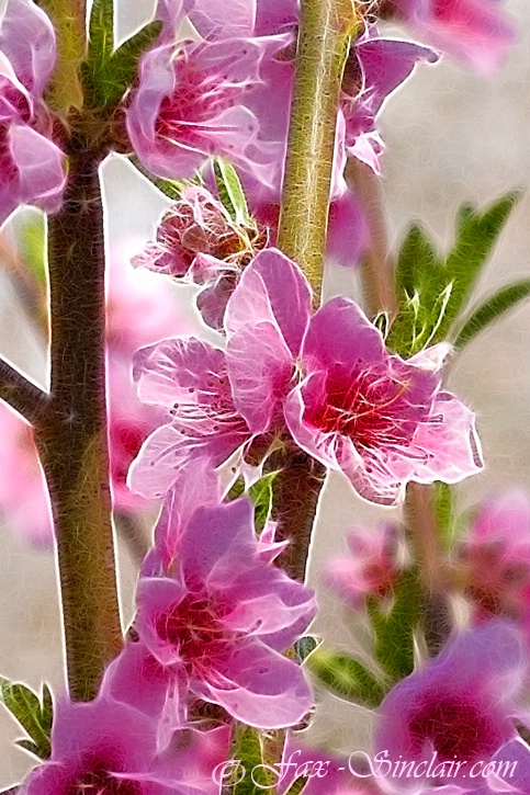 Plum  Blossoms - ID: 13767973 © Fax Sinclair