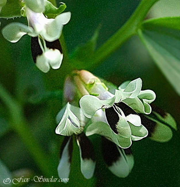 Fava Flowers - ID: 13767976 © Fax Sinclair
