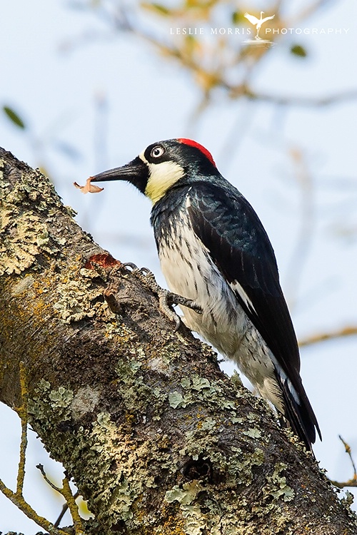 Acorn Woodpecker - ID: 13767978 © Leslie J. Morris