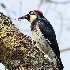 © Leslie J. Morris PhotoID # 13767978: Acorn Woodpecker