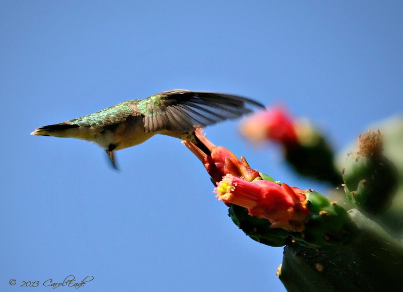 Sipping on Cactus, Flamingo Gardens - ID: 13768086 © Carol Eade