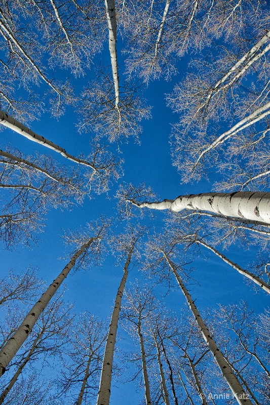 to the skies - ID: 13768491 © Annie Katz