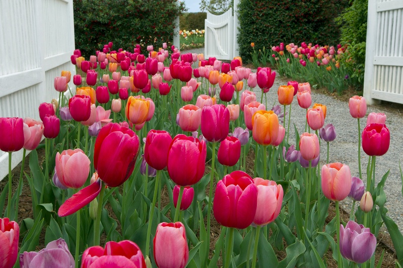 Tulips At Their Best! - ID: 13768560 © Kenneth A. Wilson