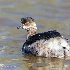 © Leslie J. Morris PhotoID # 13769897: Eared Grebe