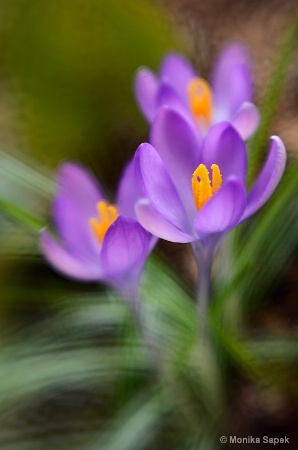 Crocuses