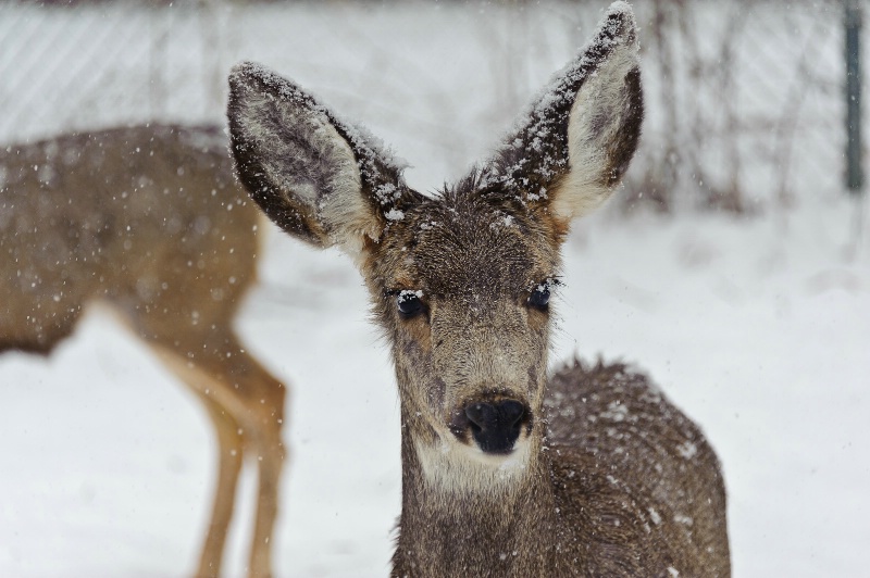 FROSTED DEER