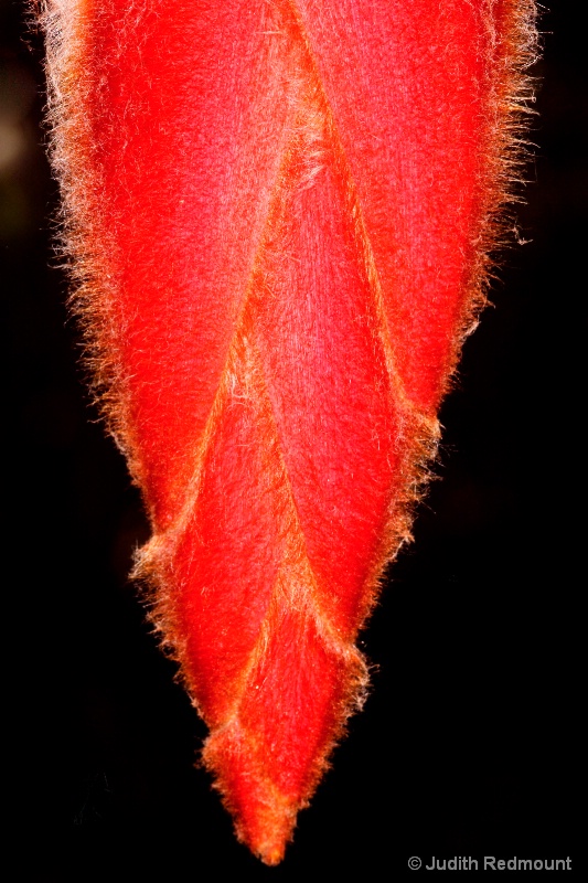 Sexy orange Heliconia