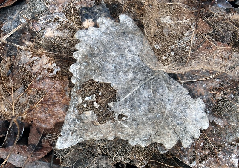 Leaf Skeleton