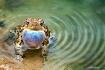 Frog Song