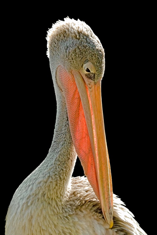 White Pelican Portrait