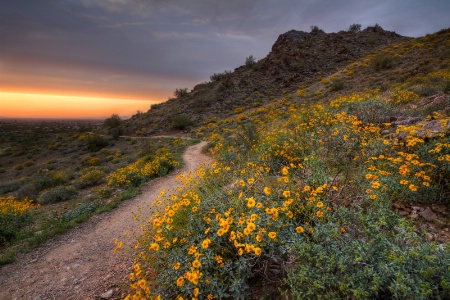 Following the Trail Home