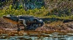 MT~Jumping Gator