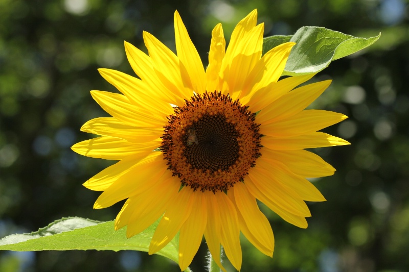 Sunny Sunflower 