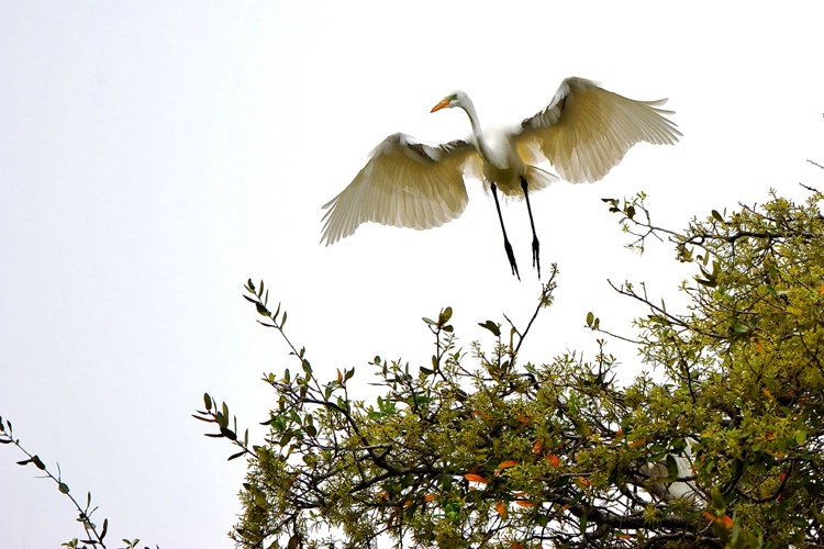 Nesting Pair