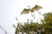 Nesting Pair