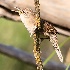 © Leslie J. Morris PhotoID # 13774568: House Wren