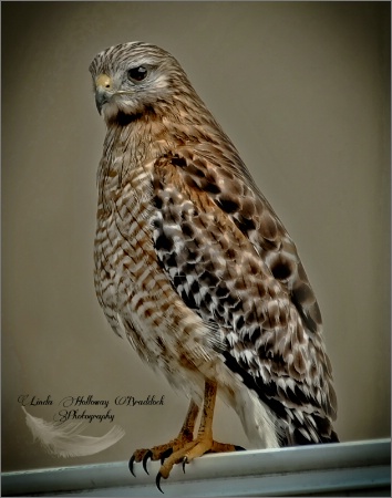 Red Shoulder Hawk on Wall