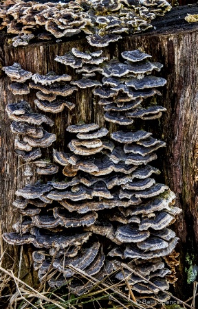 Fungus