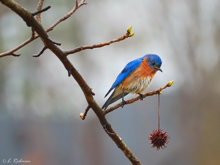 Soggy Bluebird