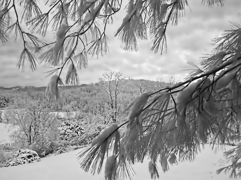 IR   through the pines