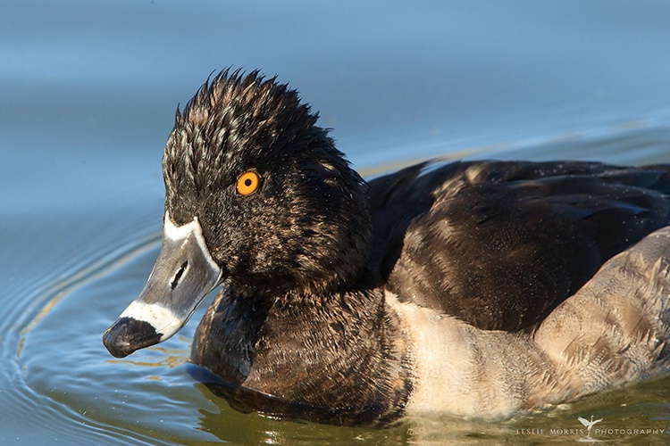 Ring-necked Duck Drake - ID: 13777510 © Leslie J. Morris