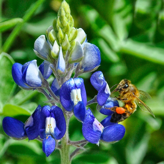 Bluebonnet and the bee