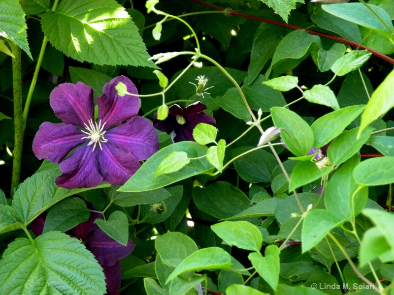 Lovely Clematis