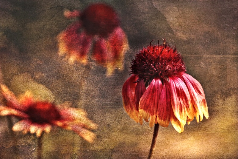 Cone Flowers - ID: 13777911 © Bill Currier