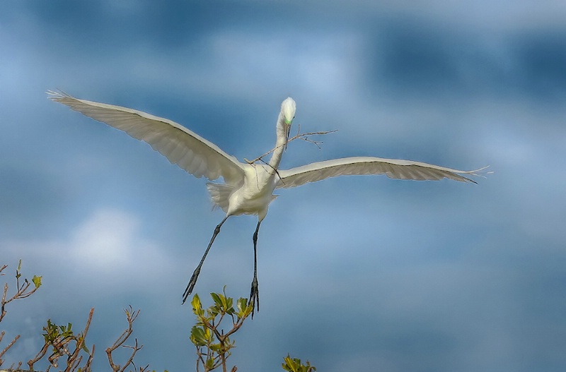 Great White Egret With Stick