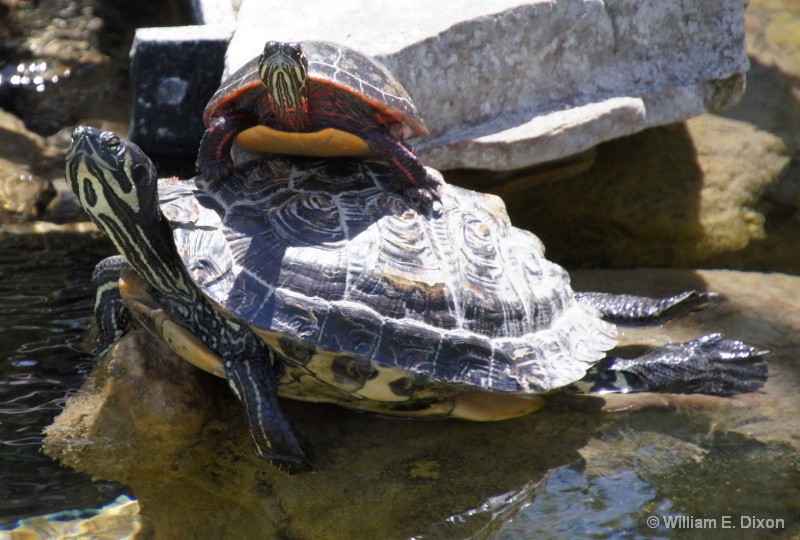 Turtle Piggy Back Ride