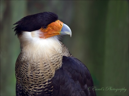 Crested Caracara