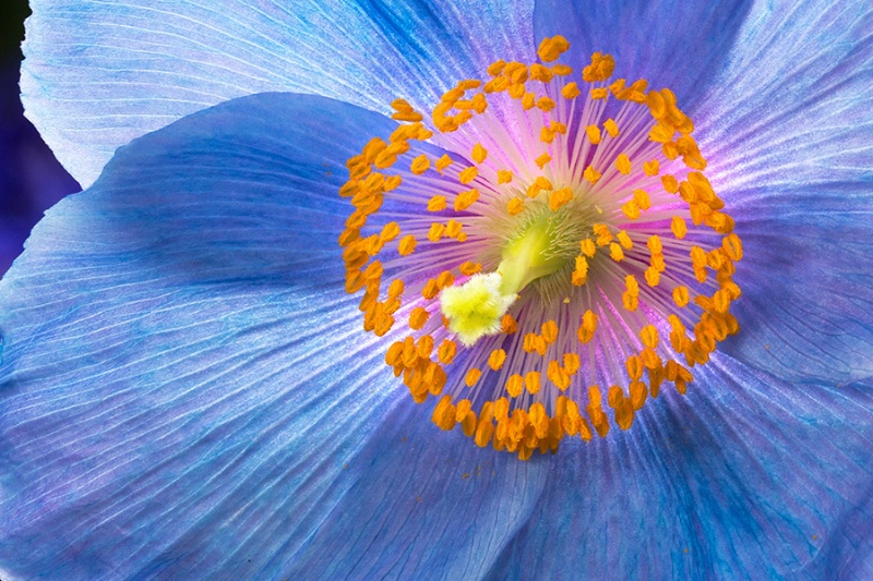 Poppy Fireworks