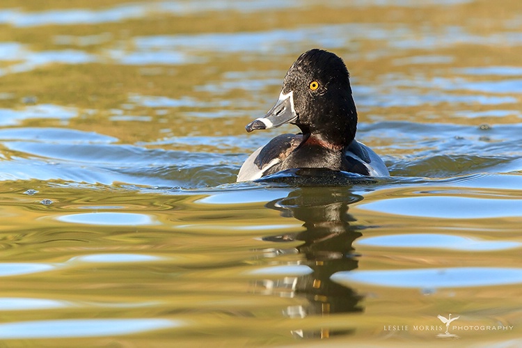 Ring-necked Duck Drake - ID: 13780046 © Leslie J. Morris