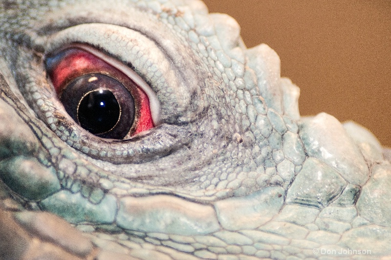 Iguana Close-Up