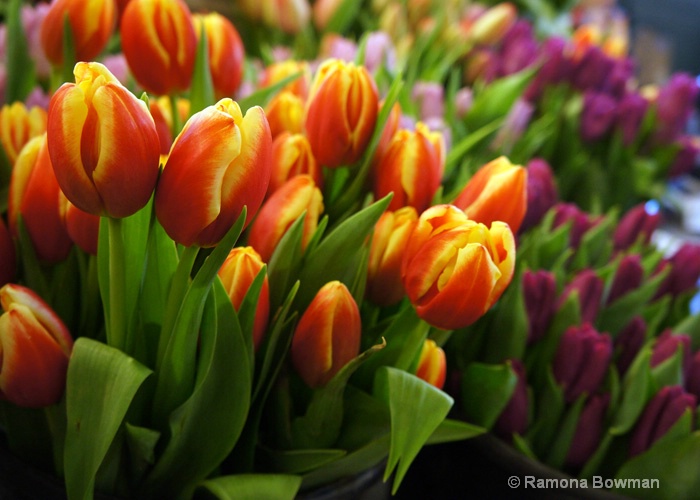 Tulips @ Pike Place Market