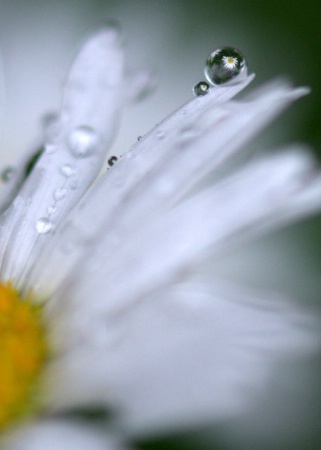 Daisy Drop