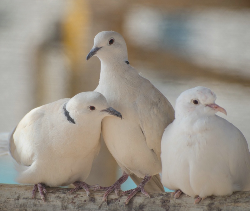Western Doves