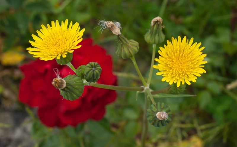 Dandelions