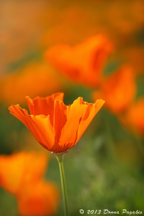 Glowing California Poppy 