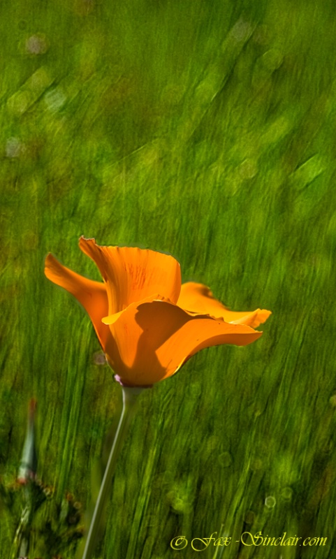 One Poppy in the Grass  - ID: 13781595 © Fax Sinclair