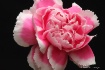 Pink and White Ca...
