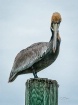 Staring Pelican
